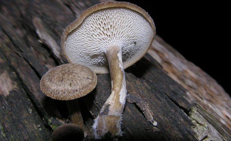 Polyporus ciliatus ?  (Polyporus arcularius)